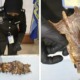 feat image smoked rats seized 1