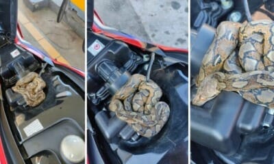 feat image ular rempit