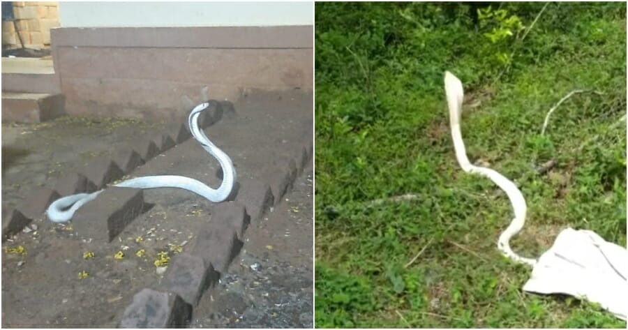 ft cobra