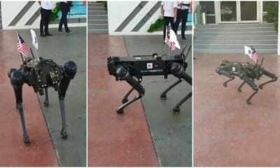 robot dog