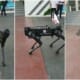 robot dog