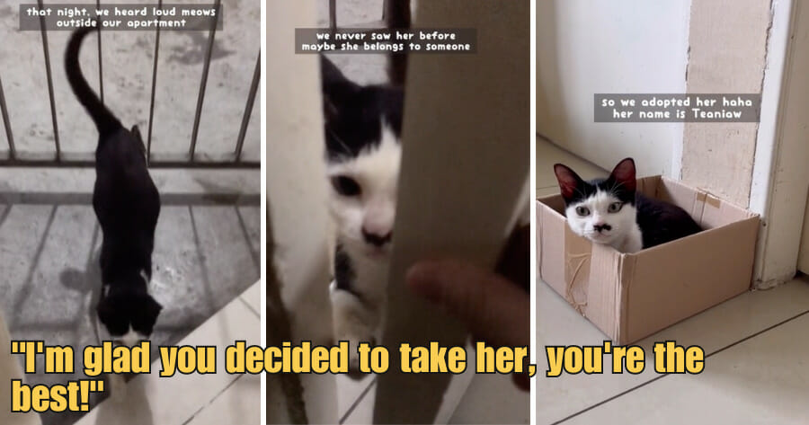 WOB 900 × 473px 2023 06 16T144152.173