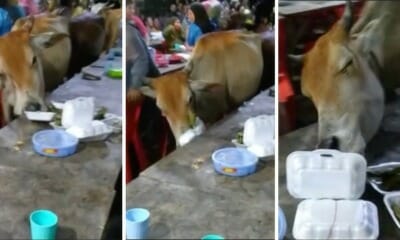 feat image cow wedding