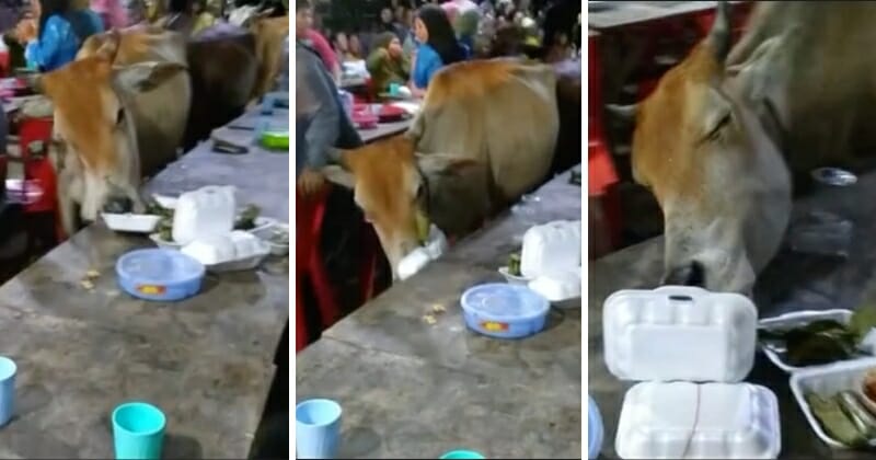 feat image cow wedding