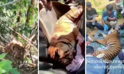 feat image female malayan tiger