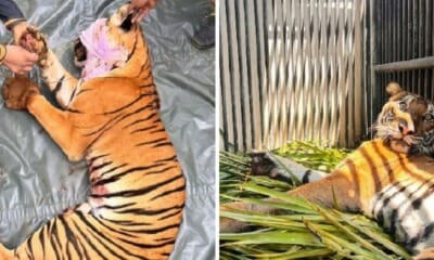 feat image female malayan tiger saved