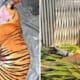 feat image female malayan tiger saved