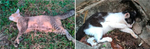 Kucing 1