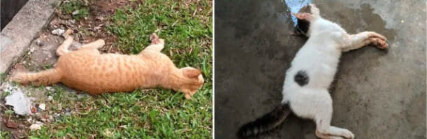 Kucing 3