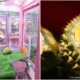 singapore durian claw machine