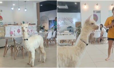 alpaca cafe ft