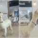 alpaca cafe ft