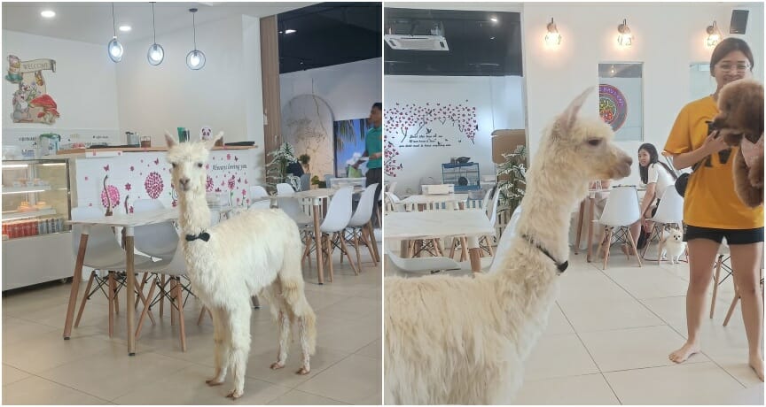 alpaca cafe ft