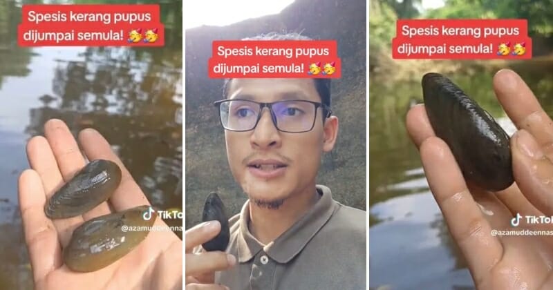 feat image kerang pupus discovered again