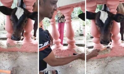 feat image lembu problem