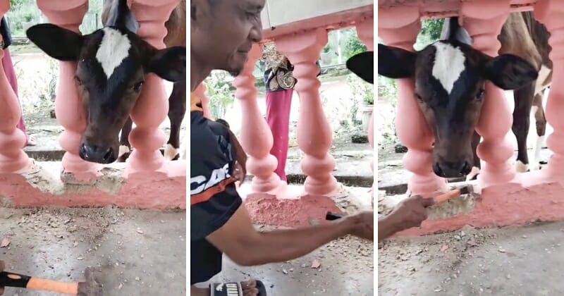 feat image lembu problem