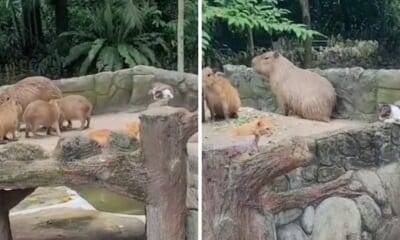 feat image oyen vs tompok