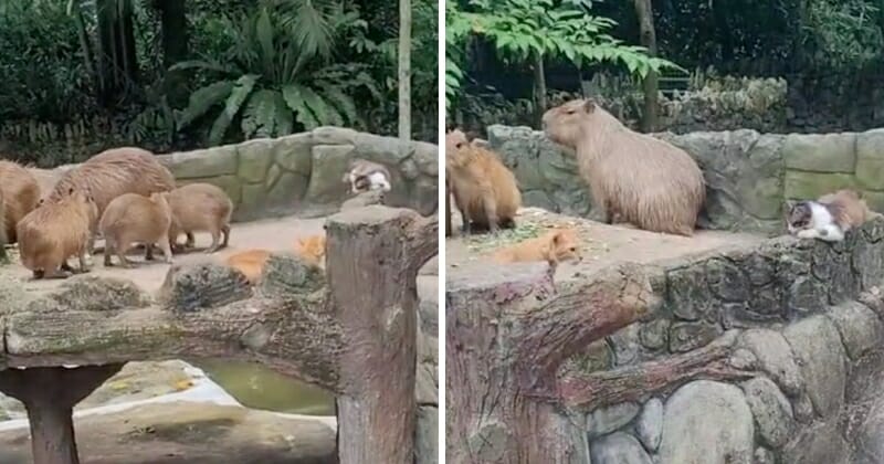 feat image oyen vs tompok