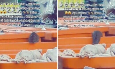 feat image rat raw chicken