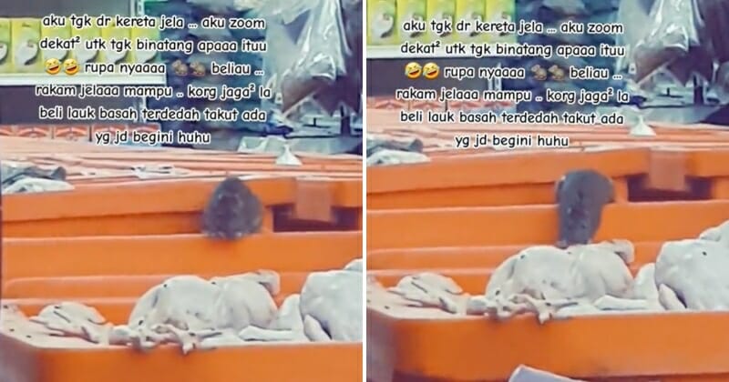 feat image rat raw chicken