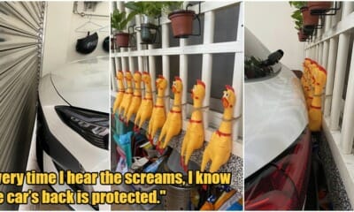 reverse parking plastic chicken 1