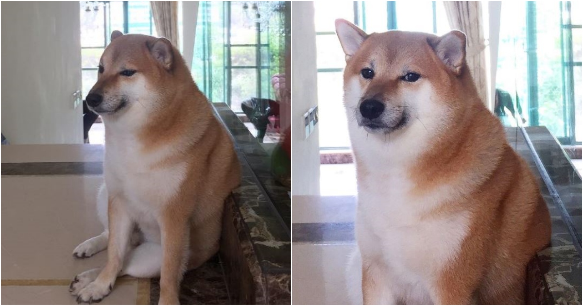 doge ft