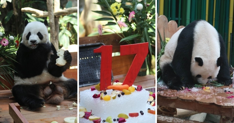 feat image 17 birthday liang liang