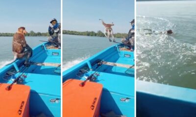 feat image monkey jump