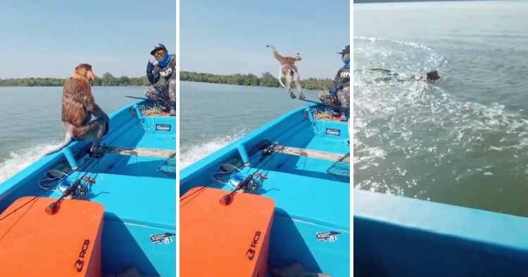 feat image monkey jump