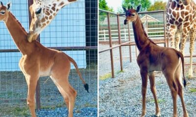 feat image spotless giraffe