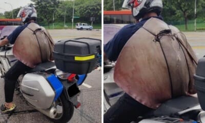 feat image stingray slingray