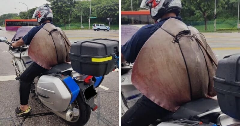 feat image stingray slingray