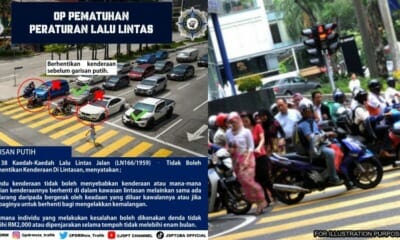 feat image zebra crossing saman