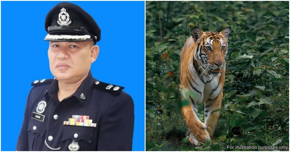 batang kali tiger sighting