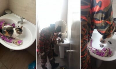 feat image cat stuck