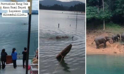 feat image elephant tasik kenyir