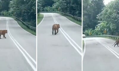 feat image malayan tiger gua musang