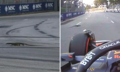 feat image monitor lizard f1 singapore