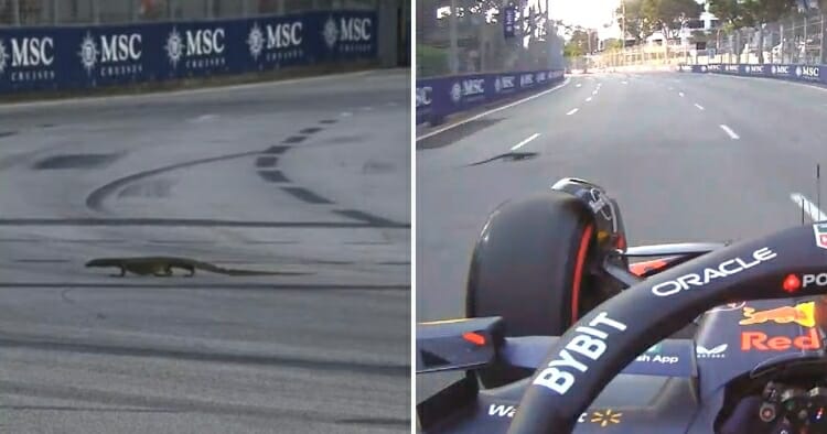 feat image monitor lizard f1 singapore