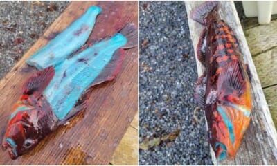 fisherman blue fish ft