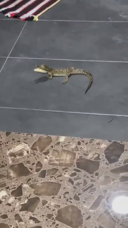 Baby Crocodile Melaka 3