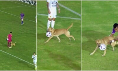 doggo steal ball football match