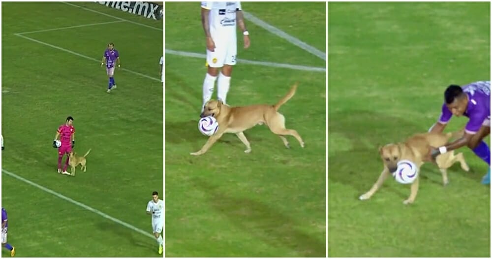 doggo steal ball football match