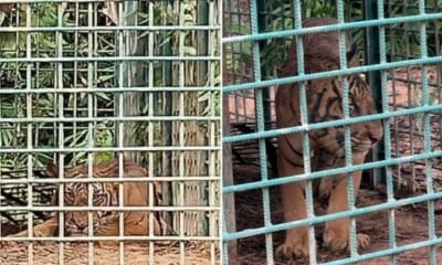 feat image apek bihai caught