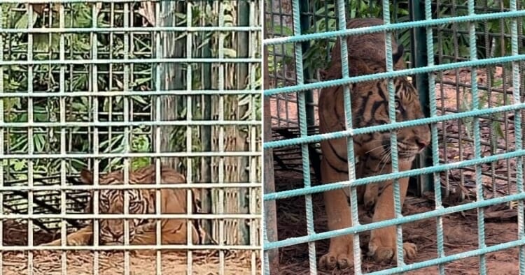 feat image apek bihai caught