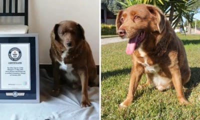 feat image bobi oldest dog