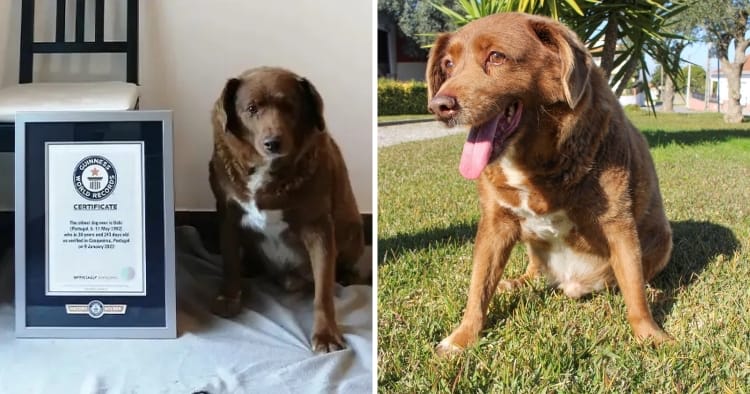 feat image bobi oldest dog