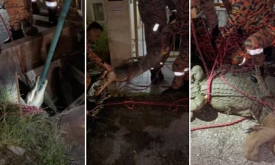 feat image buaya kuching