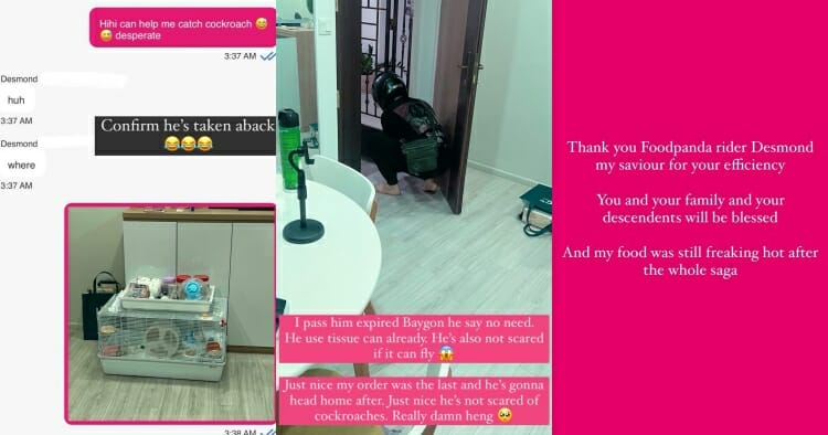 feat image cockroach problem sg