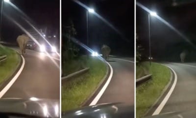 feat image elephant grik road